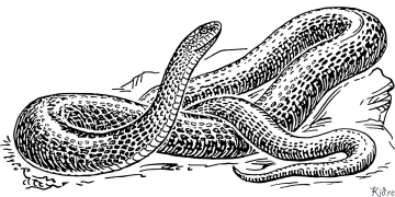 snakes Coloring Pages To Print